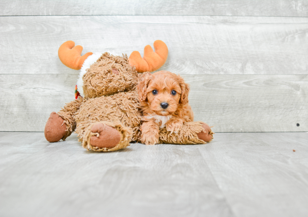 Small Cavapoo Baby