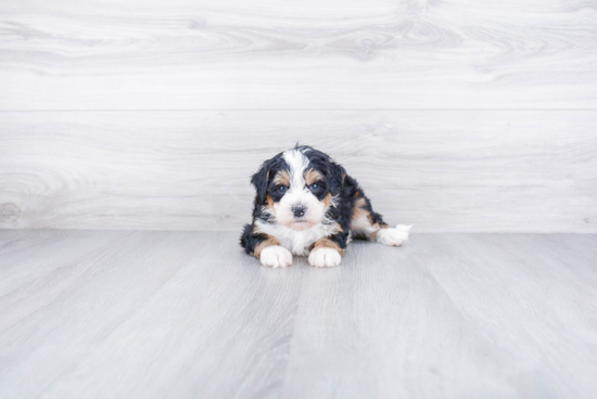 Mini Bernedoodle Pup Being Cute