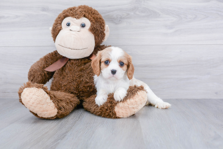 Smart Cavalier King Charles Spaniel Purebred Puppy