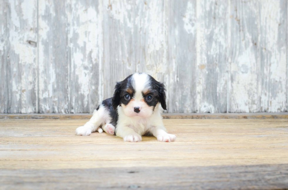 Cavalier King Charles Spaniel Puppy for Adoption