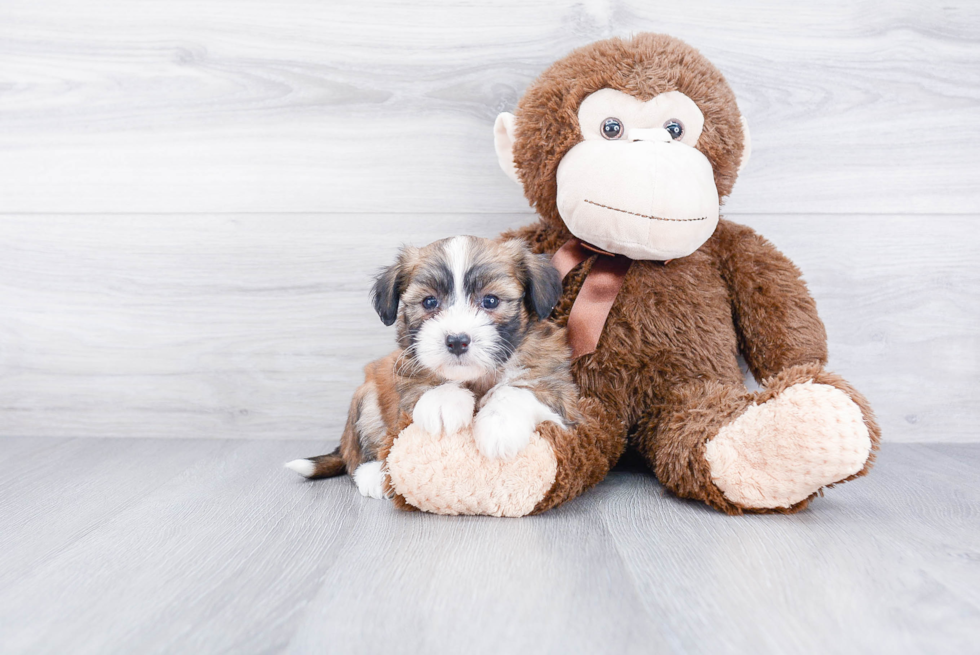 Small Havanese Purebred Pup