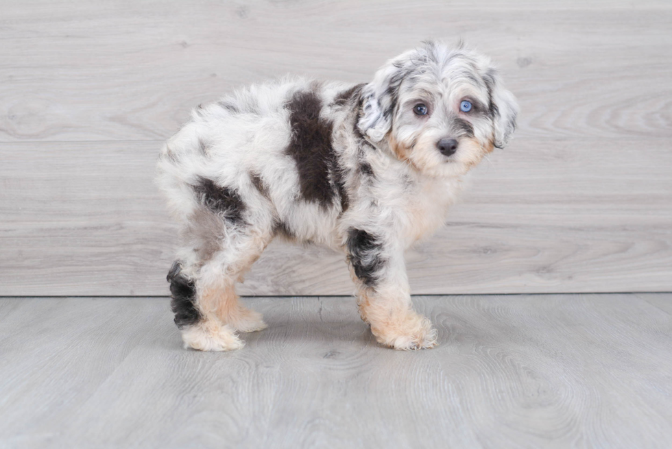 Best Mini Aussiedoodle Baby