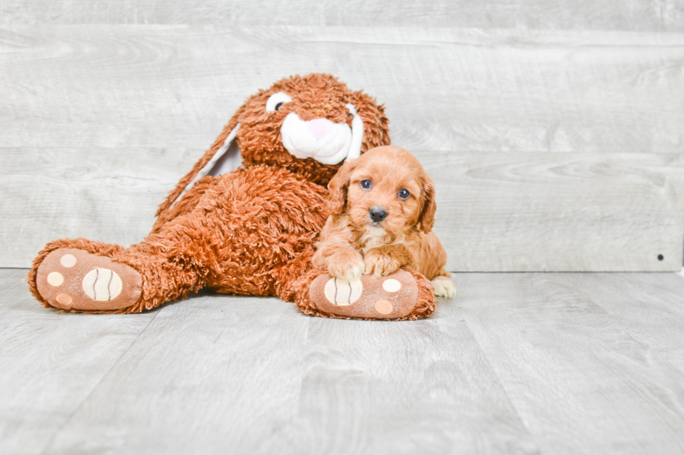 Cavapoo Pup Being Cute