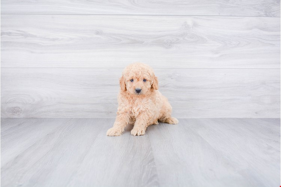 Sweet Mini Goldendoodle Baby