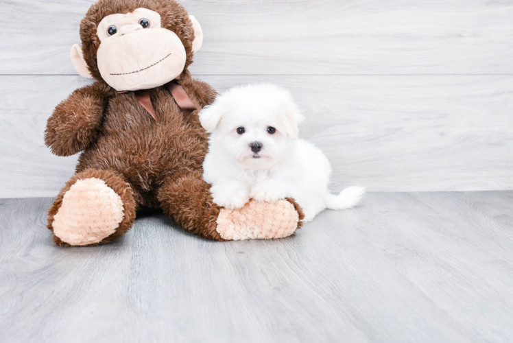 Friendly Maltese Purebred Pup