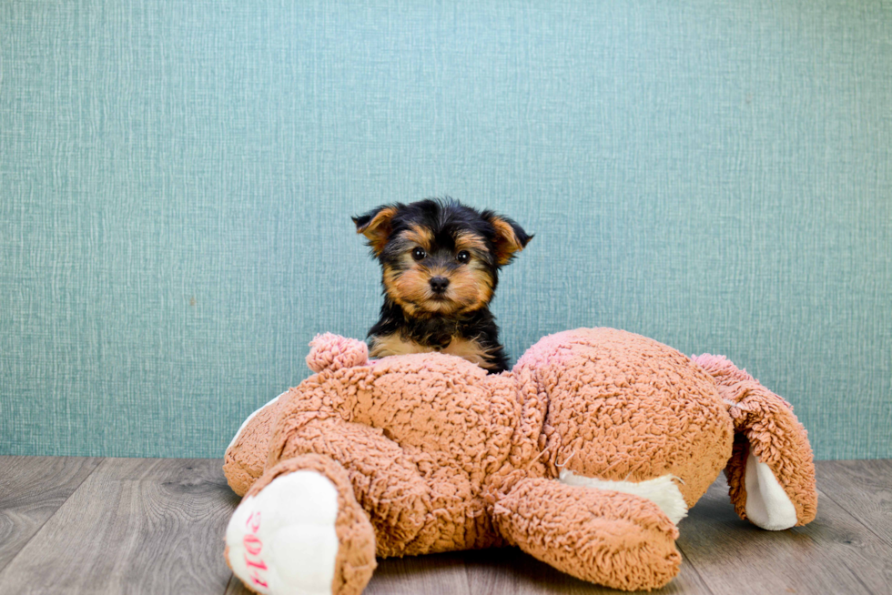 Meet Bella - our Yorkshire Terrier Puppy Photo 