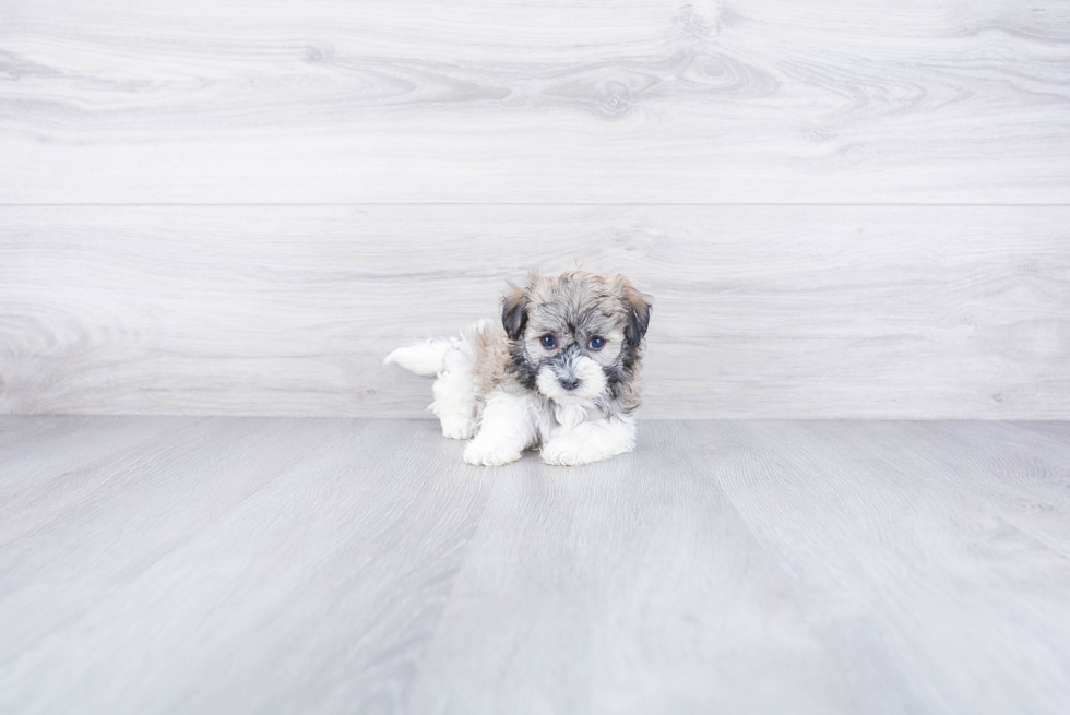 Little Havanese Purebred Pup