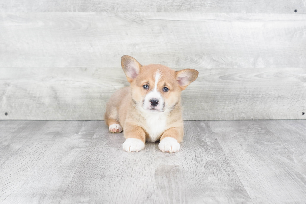 Cute Welsh Corgi Baby