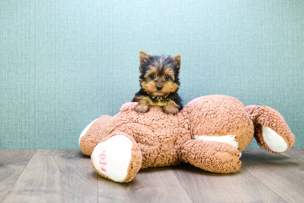 Meet Micro-Teacup-Victoria - our Yorkshire Terrier Puppy Photo 