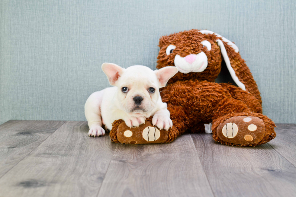 French Bulldog Pup Being Cute