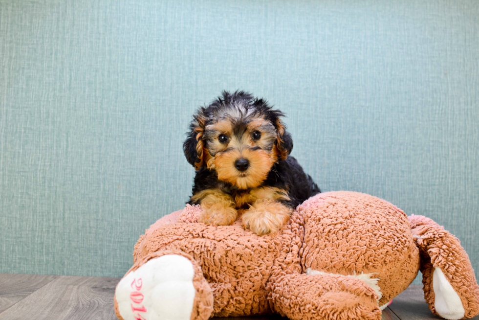 Funny Yorkie Poo Poodle Mix Pup