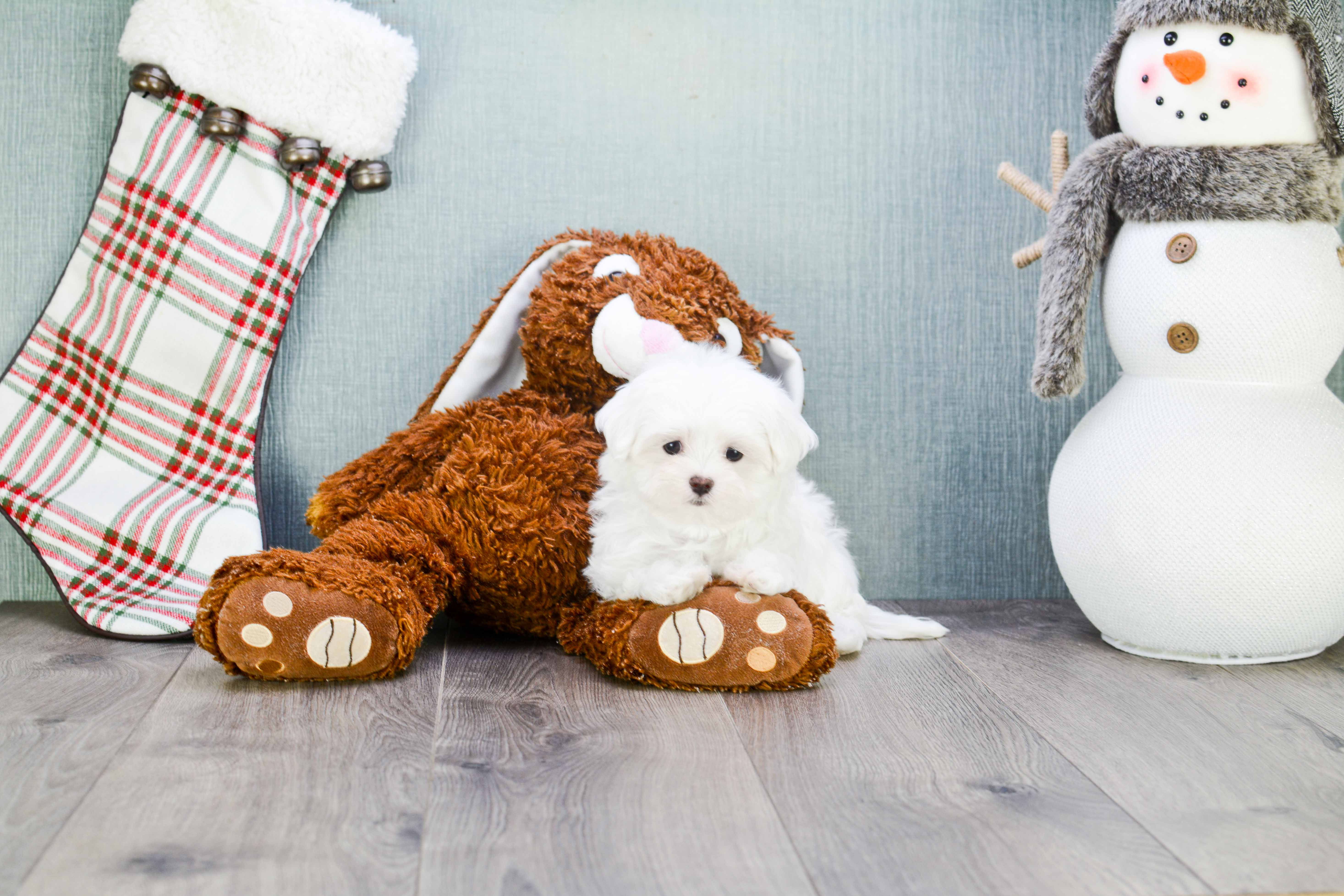 Funny Maltese Baby
