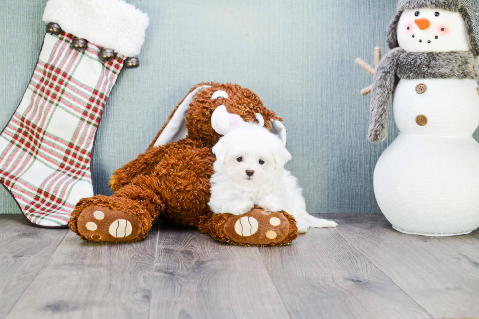 Funny Maltese Baby