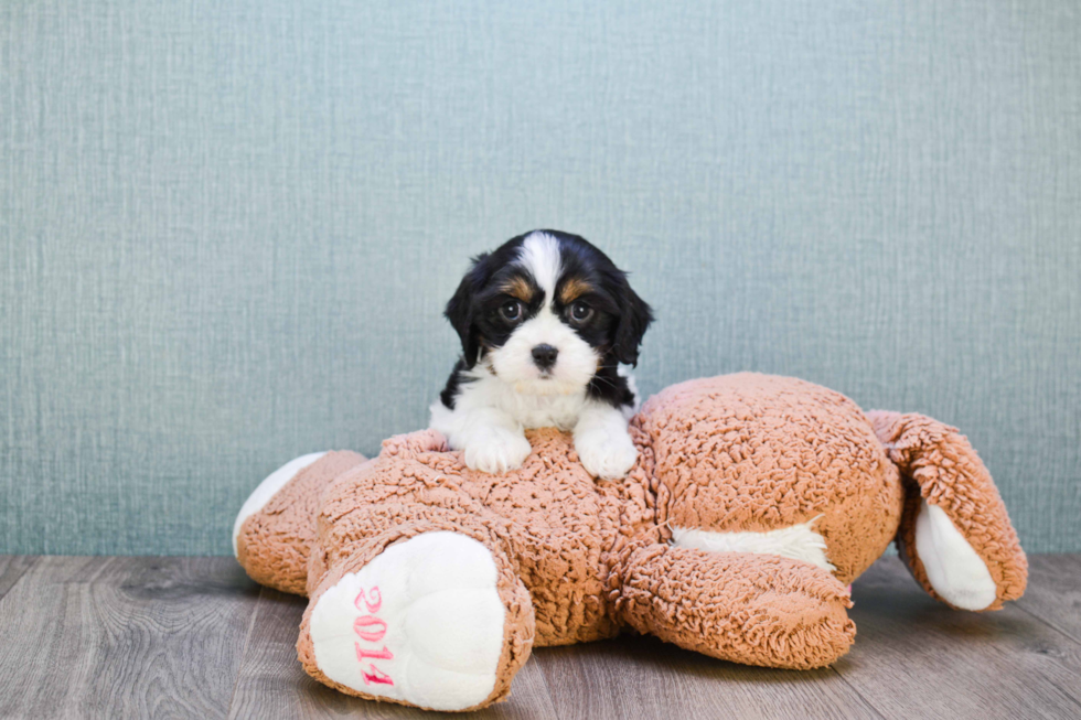 Best Cavachon Baby