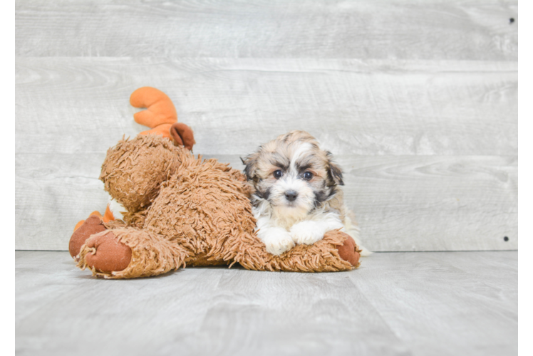 Small Havanese Purebred Pup