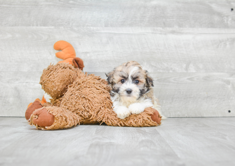 Small Havanese Purebred Pup