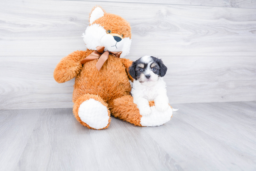 Little Cavalier Designer Puppy