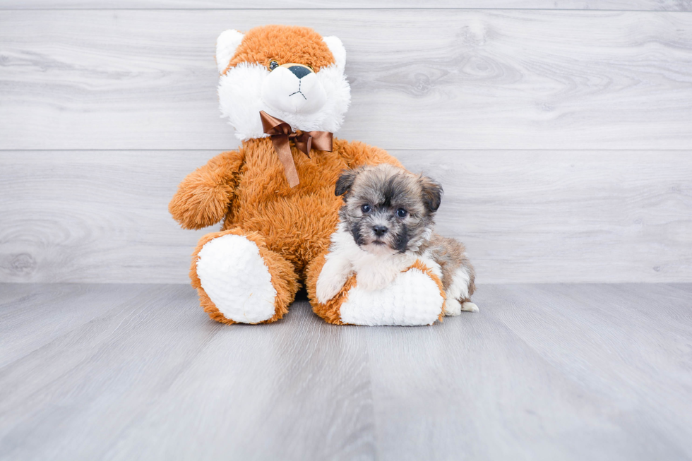 Havanese Pup Being Cute