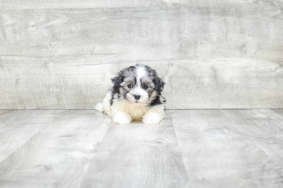 Havanese Pup Being Cute