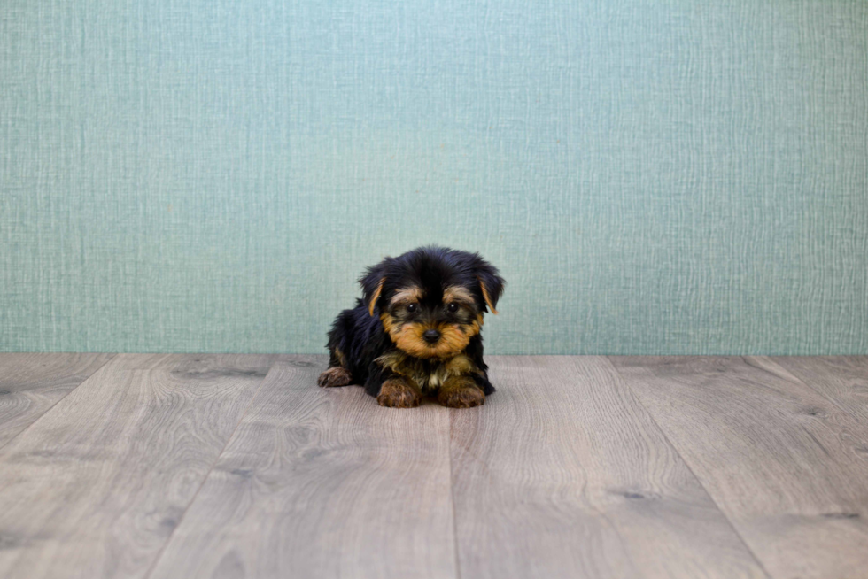 Meet Capone - our Yorkshire Terrier Puppy Photo 