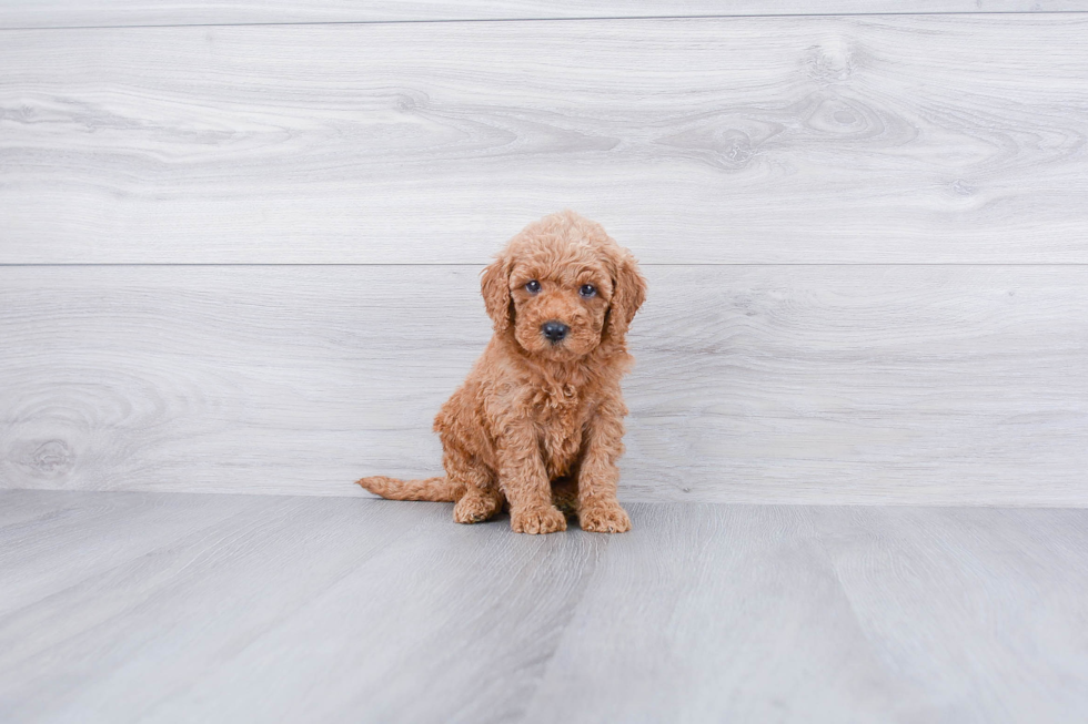 Mini Goldendoodle Puppy for Adoption