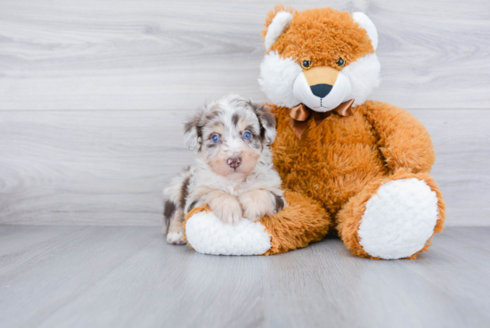 Friendly Mini Aussiedoodle Baby