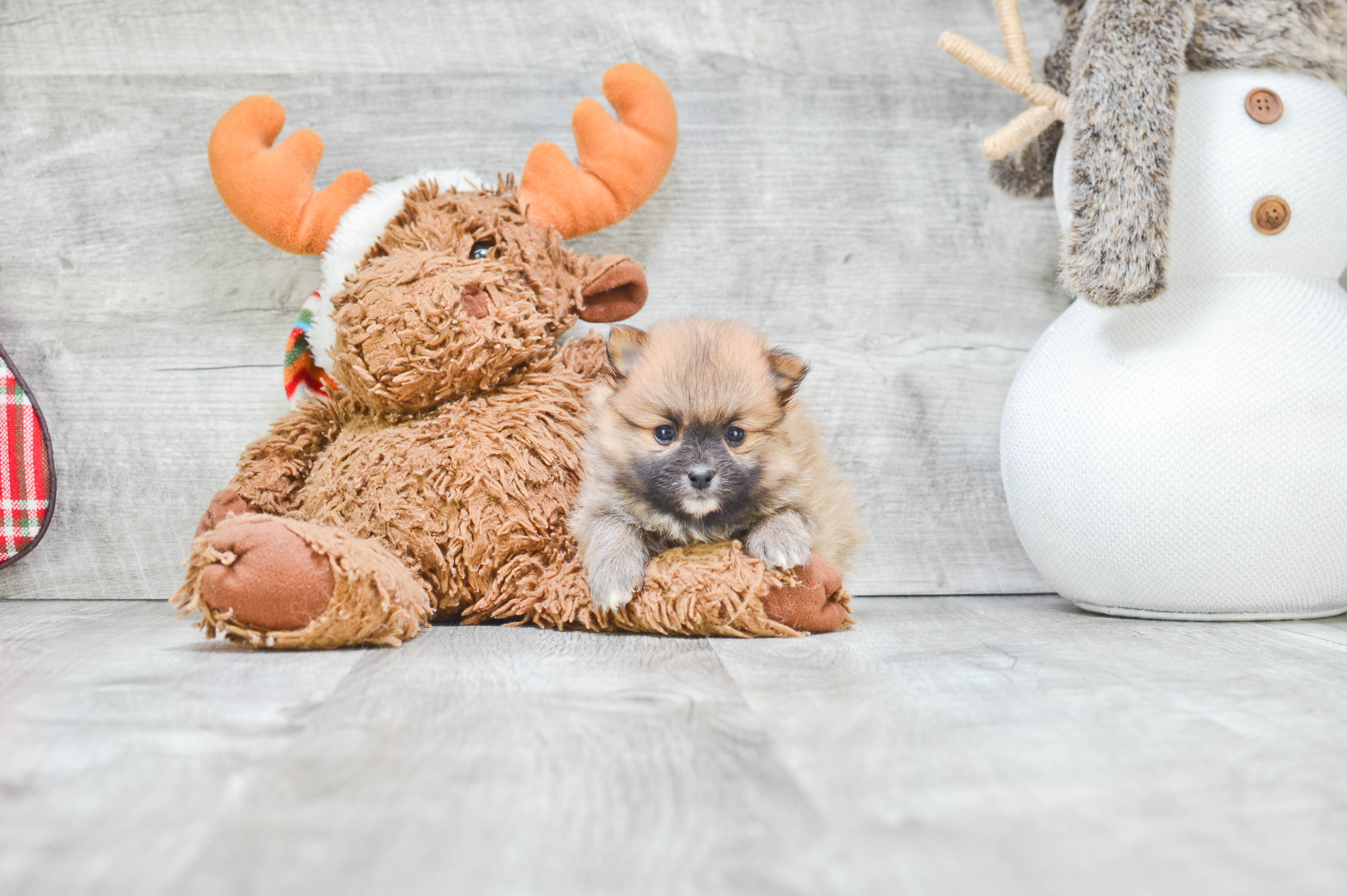 Petite Pomeranian Purebred Puppy