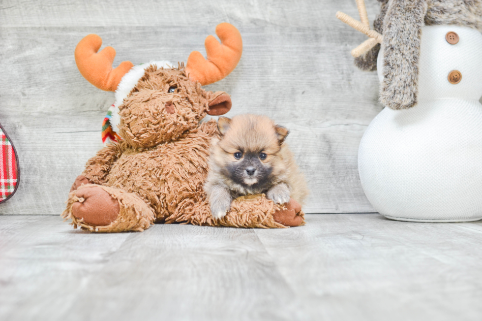 Petite Pomeranian Purebred Puppy