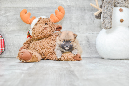 Petite Pomeranian Purebred Puppy