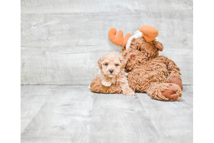 Poodle Pup Being Cute