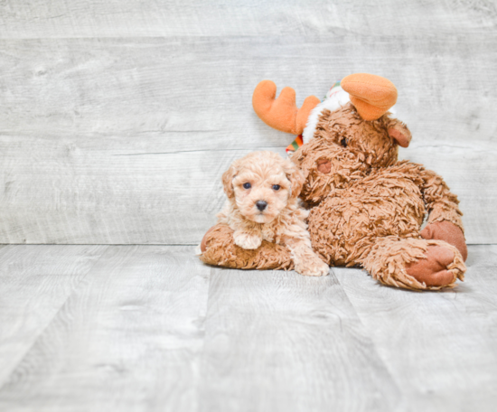 Poodle Pup Being Cute