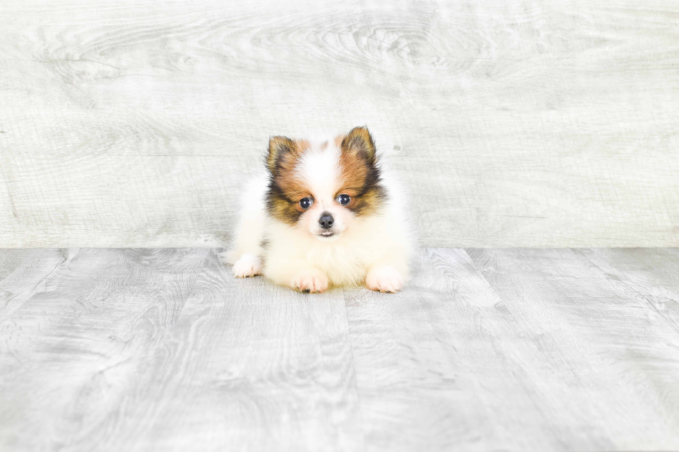 Pomeranian Pup Being Cute