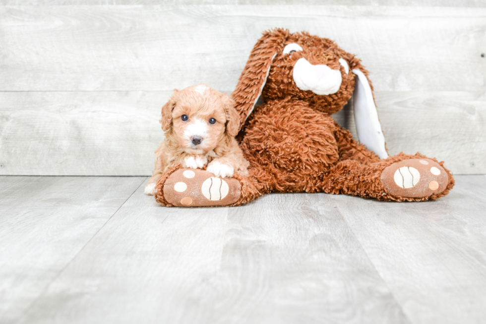 Hypoallergenic Cavoodle Poodle Mix Puppy