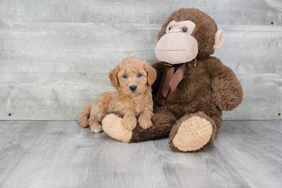 Mini Goldendoodle Pup Being Cute