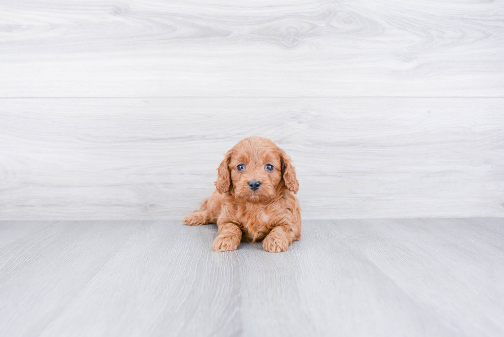Mini Goldendoodle Puppy for Adoption
