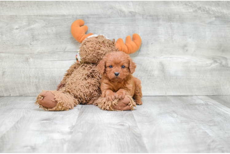 Cavapoo Pup Being Cute