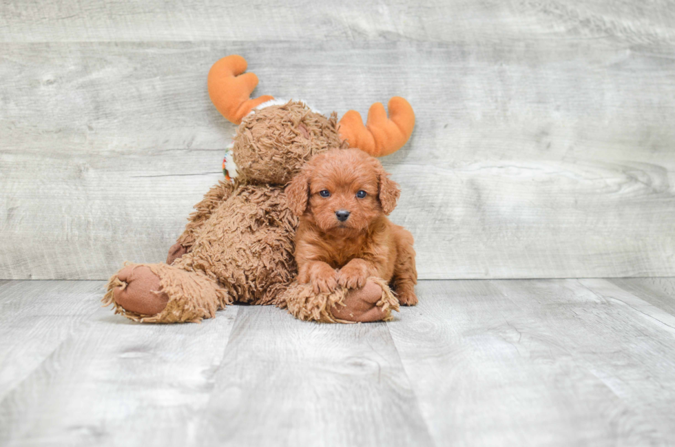 Cavapoo Pup Being Cute