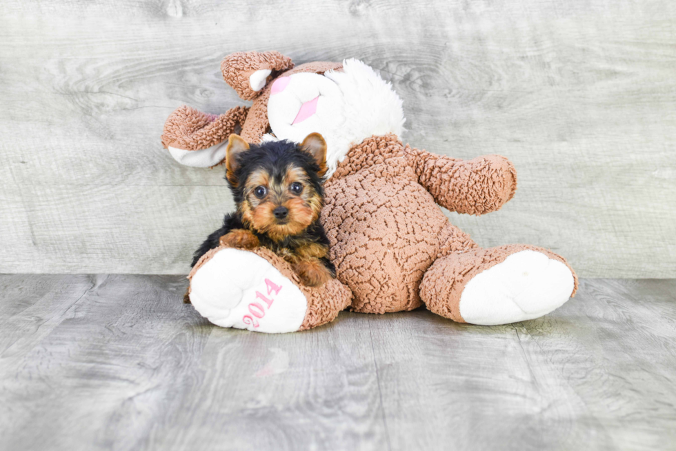 Meet Capone - our Yorkshire Terrier Puppy Photo 