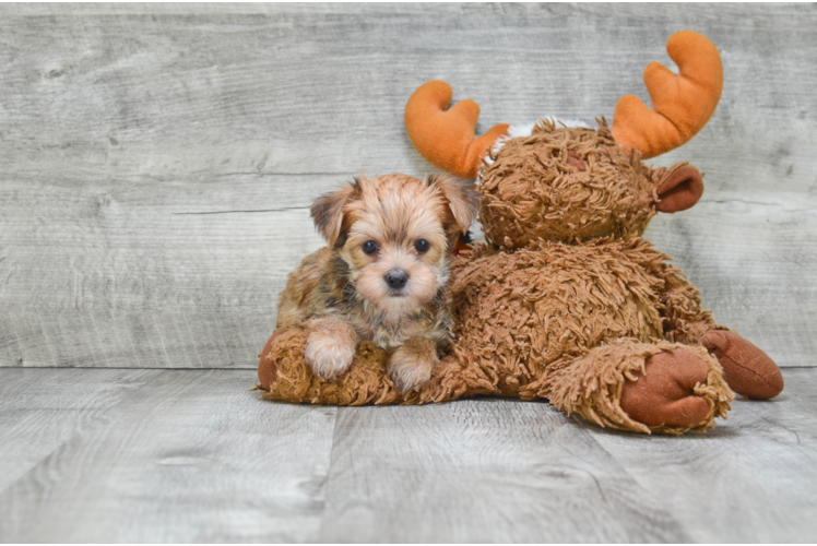 Best Morkie Baby