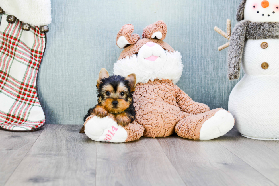 Meet Batman - our Yorkshire Terrier Puppy Photo 