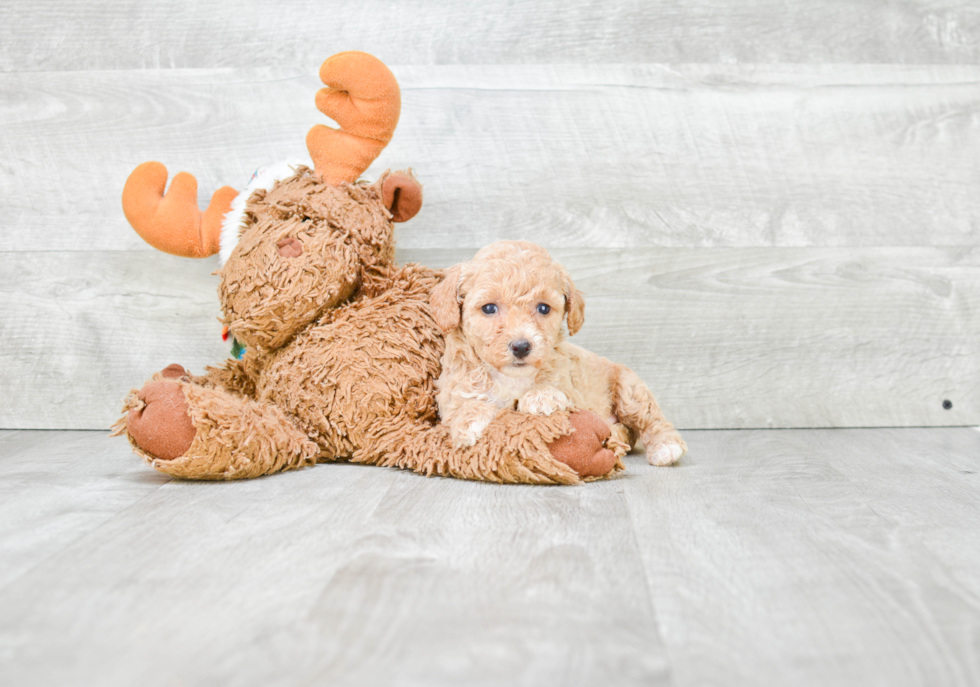 Maltipoo Pup Being Cute