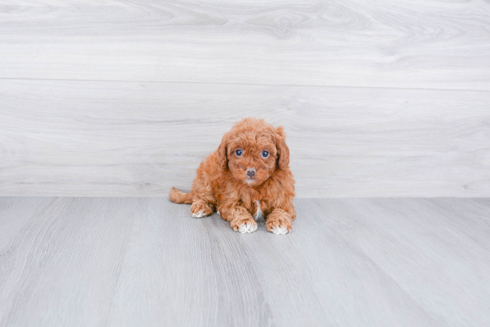 Fluffy Cavapoo Poodle Mix Pup