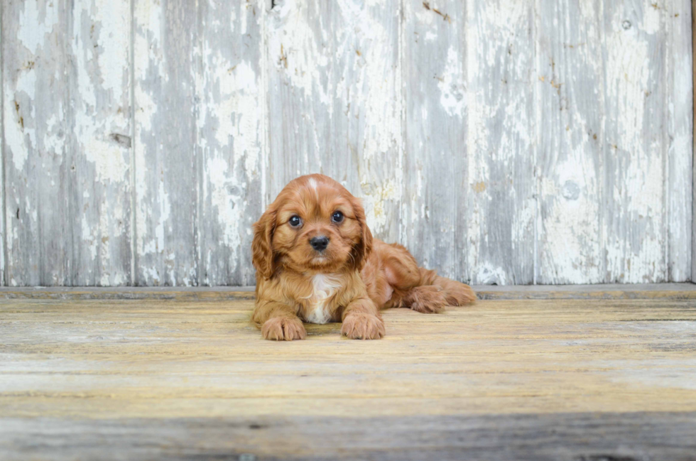 Small Cavalier King Charles Spaniel Purebred Pup