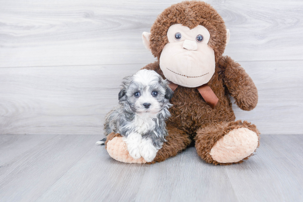 Small Havanese Purebred Pup