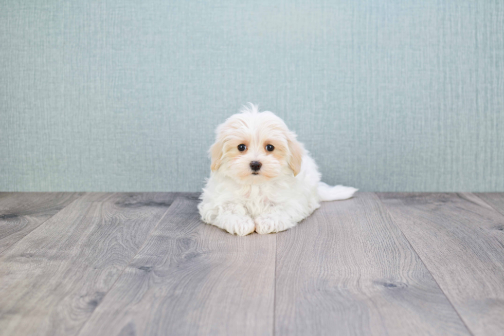 Maltipoo Pup Being Cute