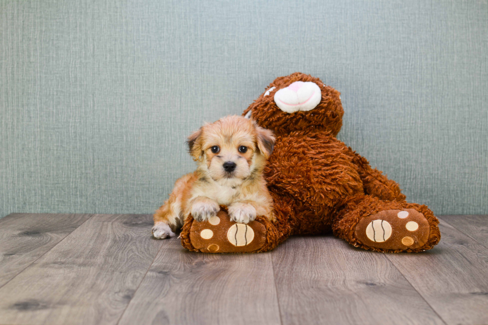 Best Morkie Baby