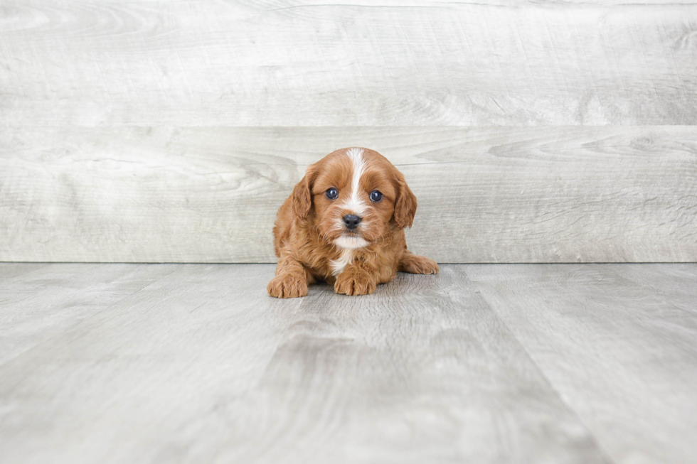 Adorable Cavoodle Poodle Mix Puppy