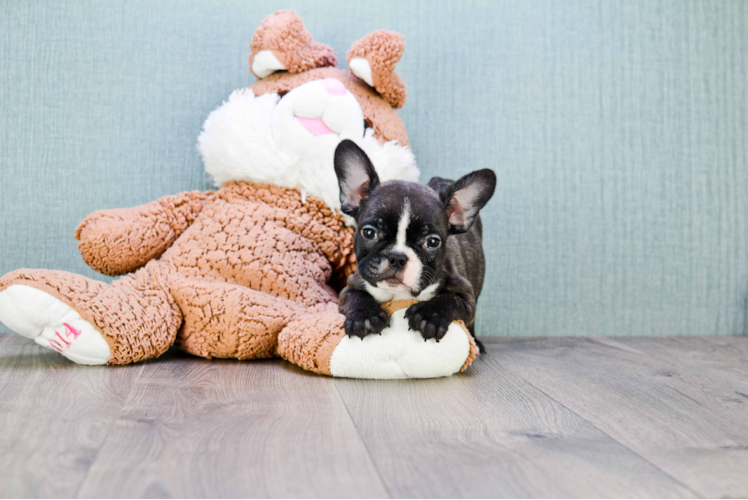 Best French Bulldog Baby