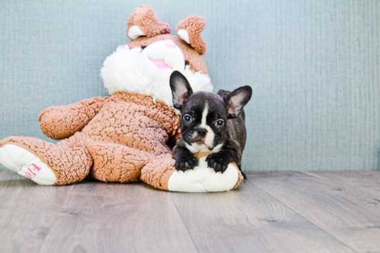 Best French Bulldog Baby