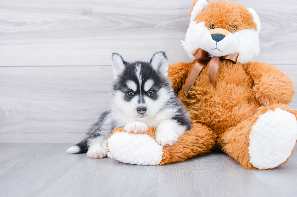 Pomsky Pup Being Cute